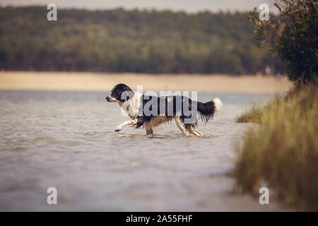 Border-Collie-Mischling Stockfoto