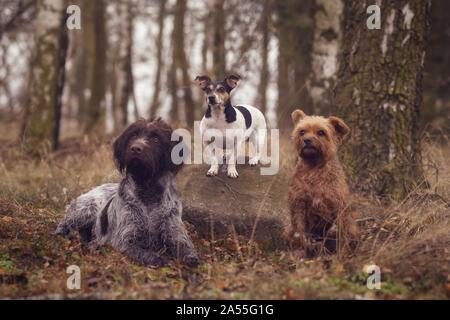 Drei Hunde im Wald Stockfoto