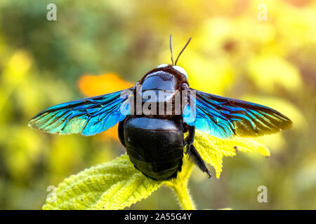 Eine violette Carpenter Bee, sitzt auf einem grünen Blatt. Stockfoto