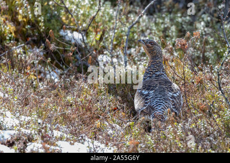 Weibliche Auerhahn, Tetrao urogallus unter wilden Rosmarin im Frühling, Gällivare County, Schwedisch Lappland, Schweden Stockfoto