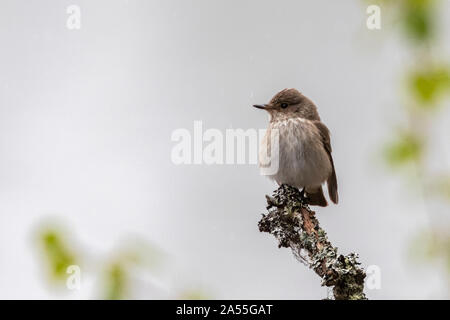 Beschmutzt, Muscicapa striata Sitzen auf dem Baum im Niederschlag, Norrbotten, Schweden Stockfoto