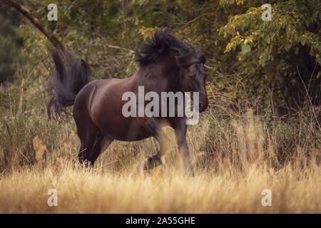 Schweres Pferd galoppieren. Stockfoto