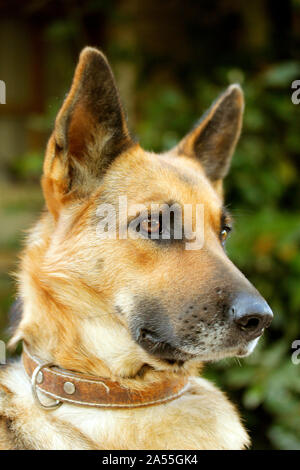 Deutscher Schäferhund. Stockfoto