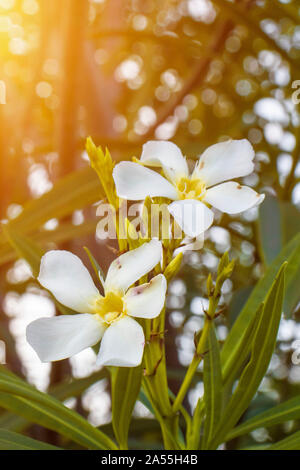 Dies ist Nerium oleander Strauch weiße Blüten. Stockfoto