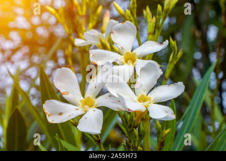 Dies ist Nerium oleander Strauch weiße Blüten. Stockfoto