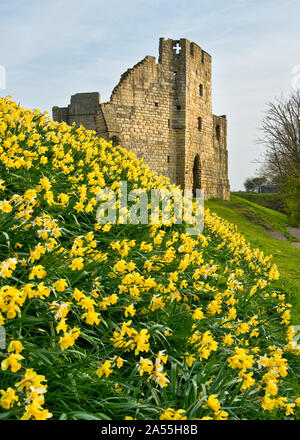 Warkworth Castle und Narzisse abgedeckt Bahndamm Schloss halten. Northumberland, England, Großbritannien Stockfoto