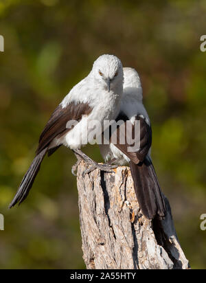 Südlichen Pied Schwätzer Stockfoto