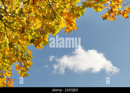 Herbstliche Hintergrund mit schön gefärbte Ahornblätter gegen den klaren bue Himmel mit einer weißen Wolke an einem sonnigen Herbsttag im Oktober in Deutschland Stockfoto