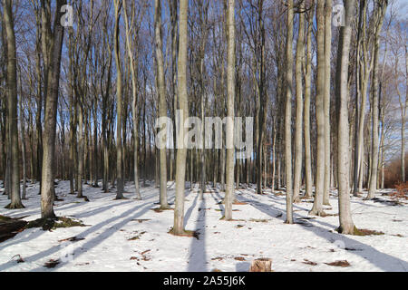 Buchenholz Voderady - große Buche Wald mit seltenen Pflanzen- und Tierarten, Tschechische Republik Stockfoto