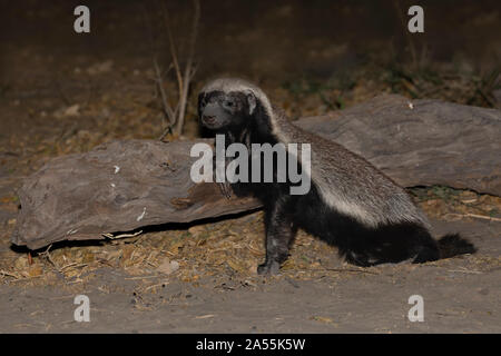 Honig-Dachs Stockfoto