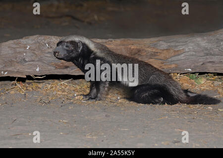 Honig-Dachs Stockfoto