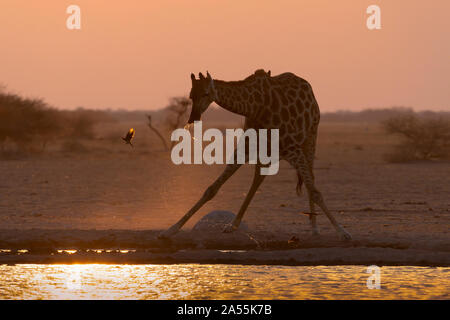 Angolanischen Giraffe Stockfoto