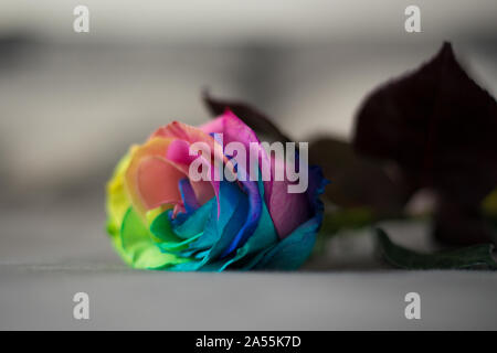 Rainbow Rose auf grau Bett, Kissen in den Hintergrund Postkarte für Valentinstag und Muttertag oder Versöhnung Konzept Stockfoto