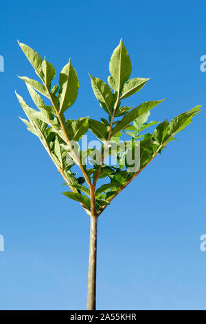 Devil's Zunge. Amorphophallus konjac. Stockfoto