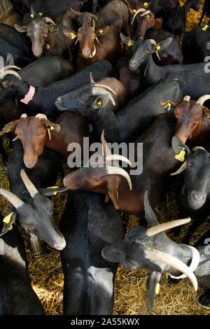 Ziegen auf einem Bauernhof Ziegenkäse zu machen. Stockfoto