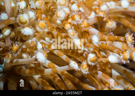 Acoel Plattwürmer - Waminoa sp. Auf weichen Korallenpolypen. West Papua, Indonesien. Indo-West Pazifik. Stockfoto