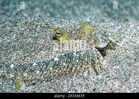 Bothus pantherinus Leopard Flunder [] auf Sand getarnt. Nord Sulawesi, Indonesien. Stockfoto