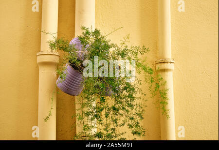 Eine gelb lackierte Stoßfänger Haus Wand mit abflussrohre und eine lackierte Blechdose Topfpflanze mit einem grünen Hängen Pflanze Dekoration. Stockfoto