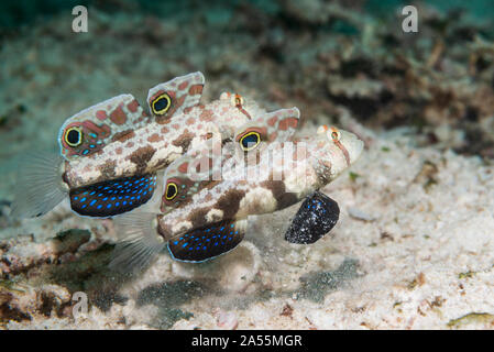 Krabbe - Auge Grundel oder Signal Grundel [Signigobius biocellatus]. West Papua, Indonesien. Indo-West Pazifik. Stockfoto