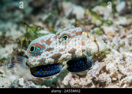 Krabbe - Auge Grundel oder Signal Grundel [Signigobius biocellatus]. West Papua, Indonesien. Indo-West Pazifik. Stockfoto