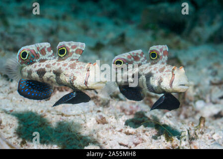 Krabbe - Auge Grundel oder Signal Grundel [Signigobius biocellatus]. West Papua, Indonesien. Indo-West Pazifik. Stockfoto