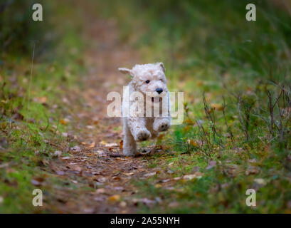 Miniature apricot Pudel Welpen Spielen im Freien Stockfoto