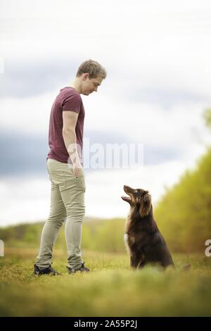 Australian Shepherd Stockfoto