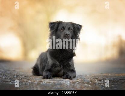 Schwarz Border-Collie-Mischling Stockfoto