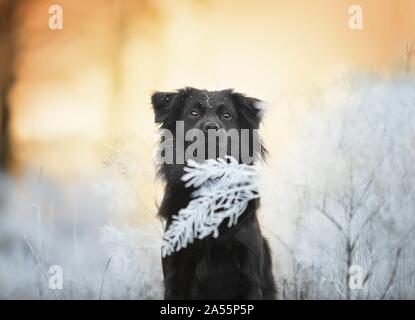 Schwarz Border-Collie-Mischling Stockfoto