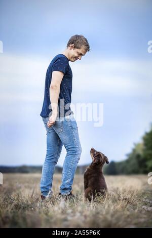 junge Australian Shepherd Stockfoto