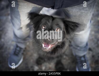 Schwarz Border-Collie-Mischling Stockfoto