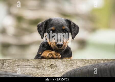 Deutscher Jagdterrier Stockfoto