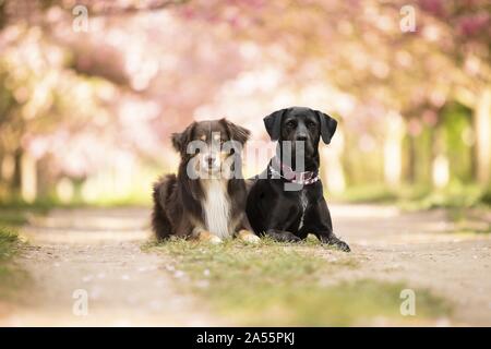 Labrador-Dalmatiner-Mischling Stockfoto