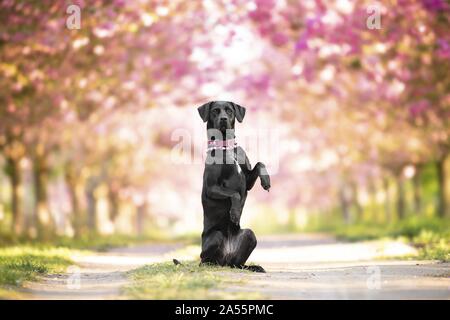 Labrador-Dalmatiner-Mischling Stockfoto