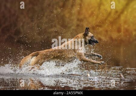 Männliche Malinois Stockfoto