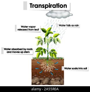 Darstellung der Transpiration in der Abbildung Stock Vektor