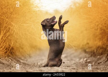 Braun männlichen Patterdale Terrier Stockfoto