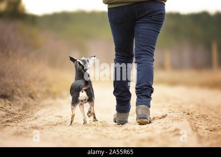 Alte mallorquinische Ratonero Stockfoto