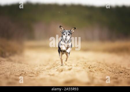 Alte mallorquinische Ratonero Stockfoto