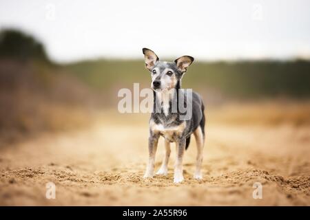 Alte mallorquinische Ratonero Stockfoto