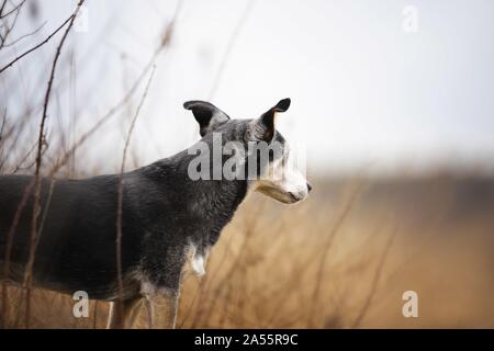 Alte mallorquinische Ratonero Stockfoto