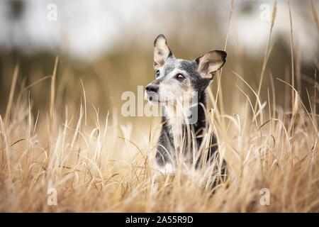 Alte mallorquinische Ratonero Stockfoto