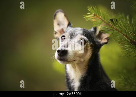 Alte mallorquinische Ratonero Stockfoto