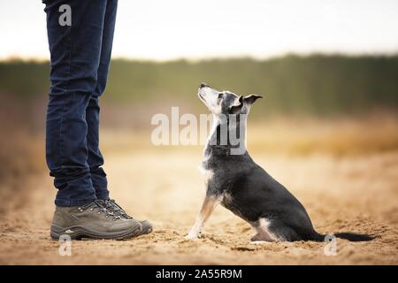 Alte mallorquinische Ratonero Stockfoto