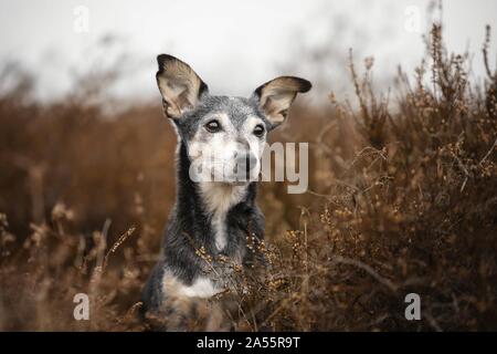 Alte mallorquinische Ratonero Stockfoto