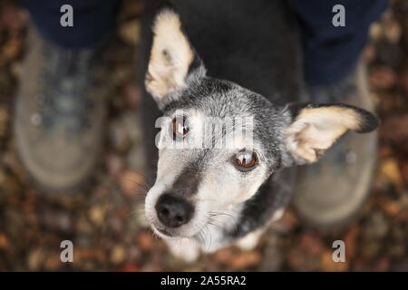 Alte mallorquinische Ratonero Stockfoto