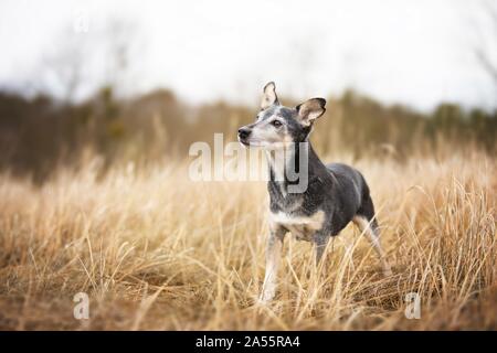 Alte mallorquinische Ratonero Stockfoto