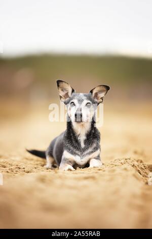 Alte mallorquinische Ratonero Stockfoto