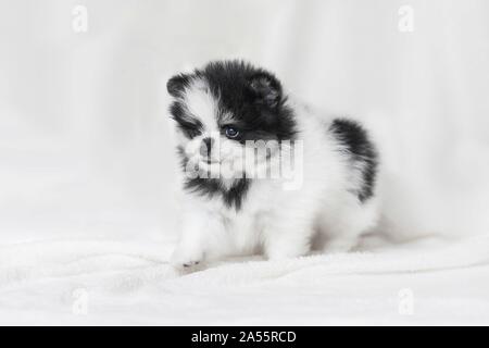 Pomeranian Welpen vor weißem Hintergrund Stockfoto