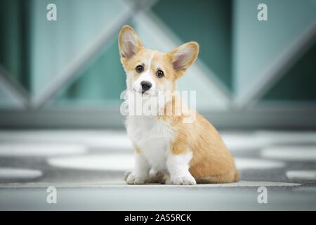 Welsh Corgi Pembroke Welpen Stockfoto